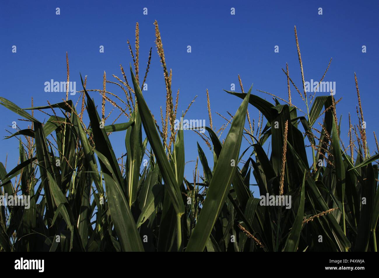 Campo de cultivo de maíz hi-res stock photography and images - Alamy