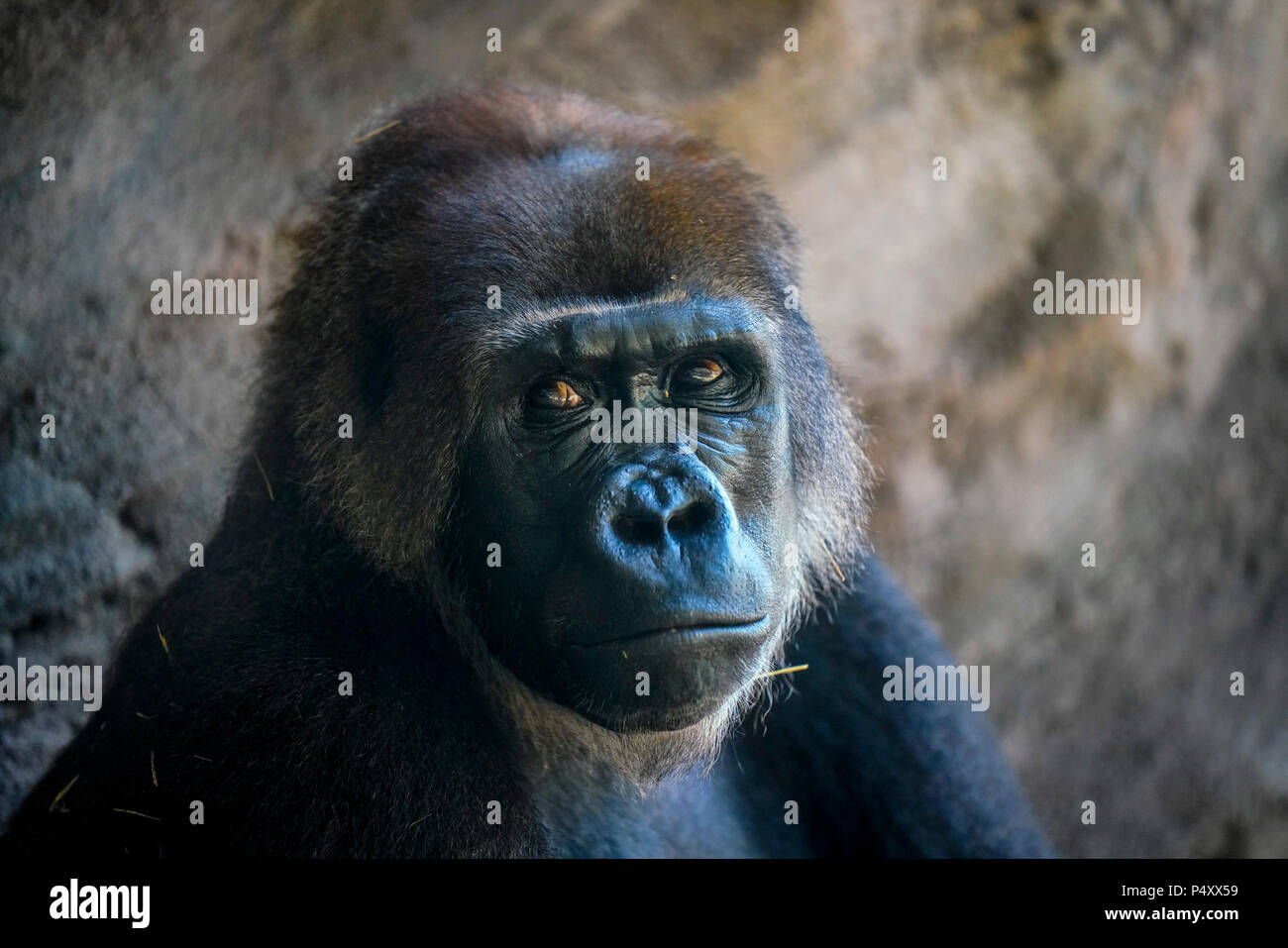 Gorilla - Kilimanjaro Safaris is a safari attraction at Disney's Animal Kingdom on the Walt Disney World Resort property in Lake Buena Vista, Florida. Stock Photo