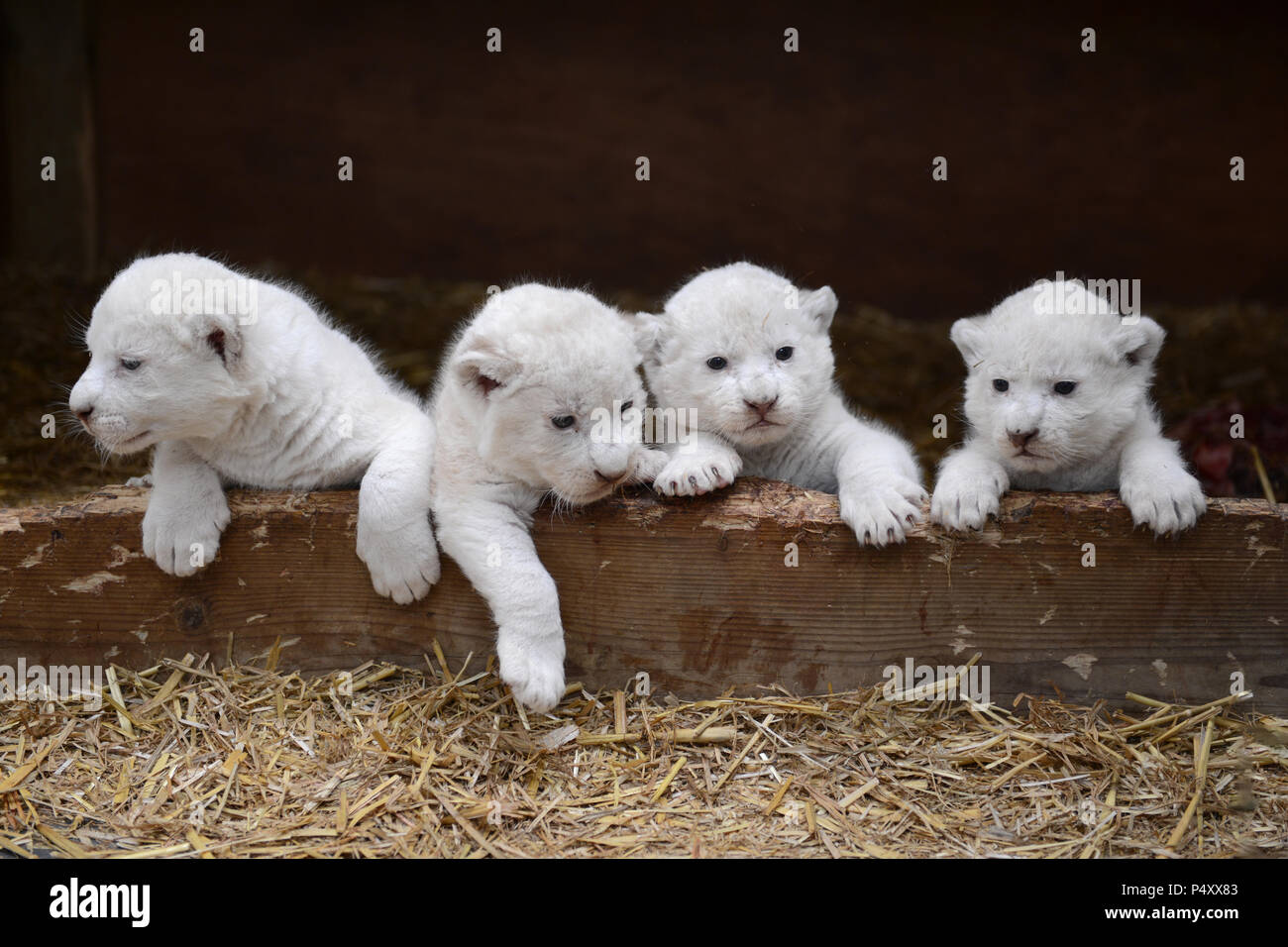 Quadruplet white lion cubs in a nice pose looking cute Stock Photo - Alamy