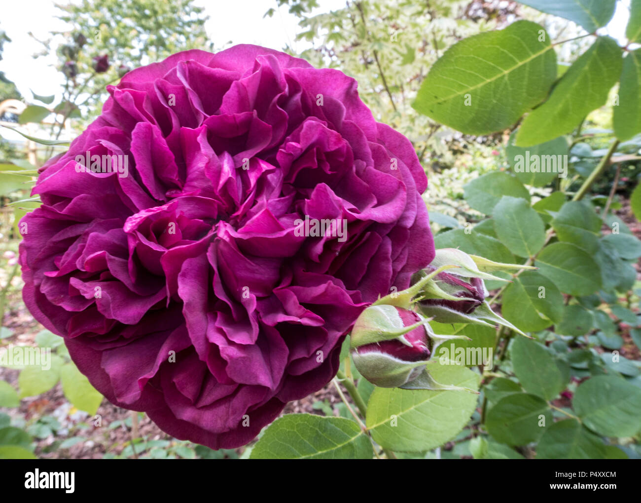 William Shakespeare rose, rosa, flower. Shakespear. Stock Photo