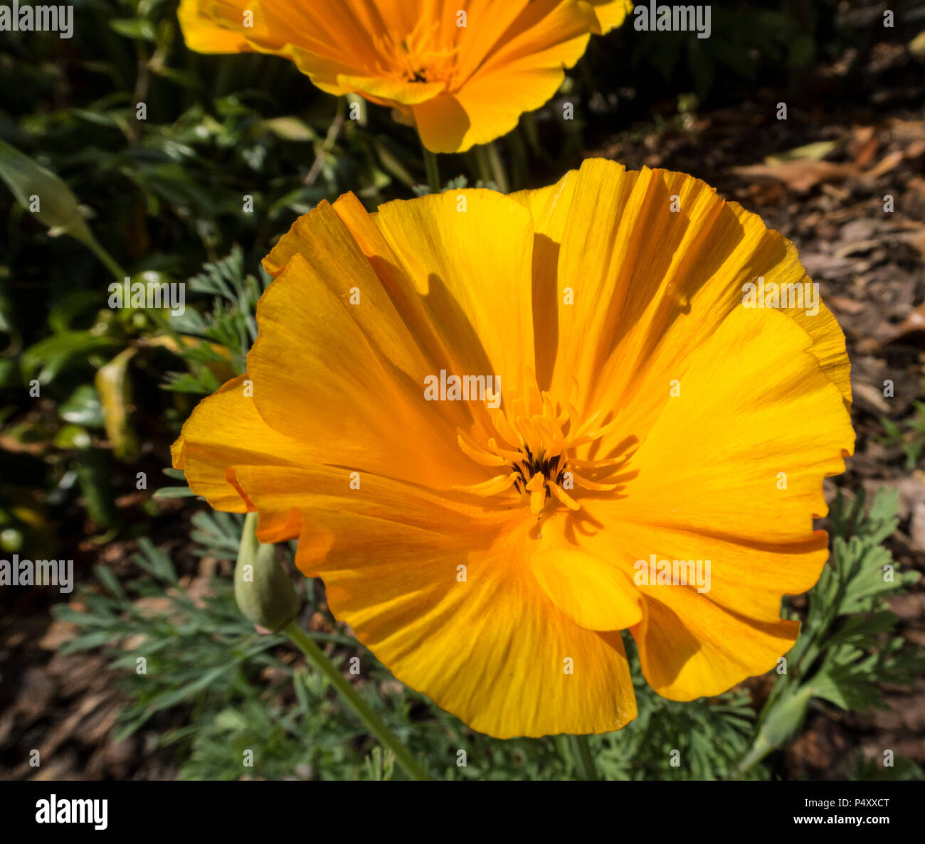 California poppy, Eschscholzia californica, aka golden poppy, Flame Flower, la amapola, and Copa de Oro Stock Photo