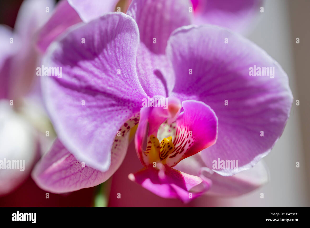 Closeup of a pink/ magenta Phalaenopsis orchid flowering plant flower Stock Photo