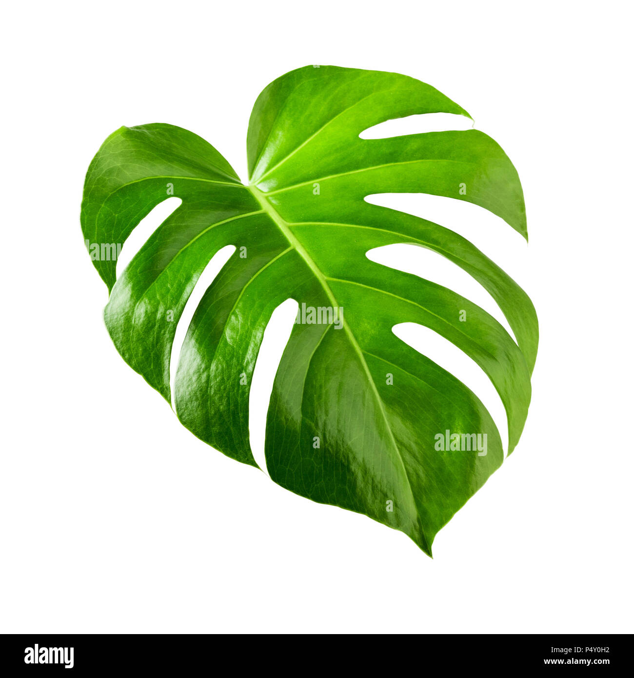 Cheese Plant Leaf Wallpaper - bmp-place