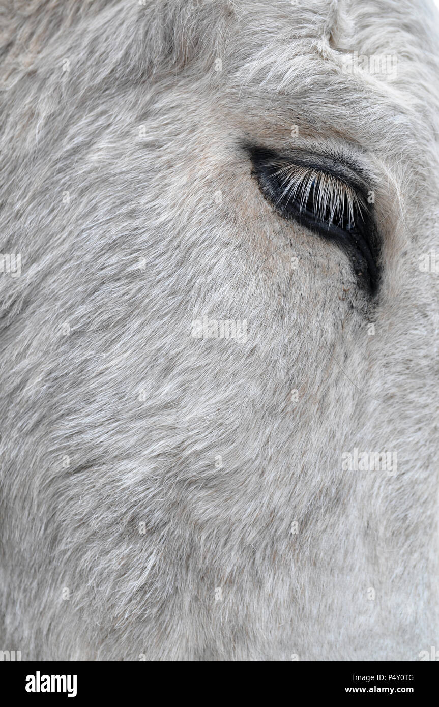 Close-up of a cows eye for artistic photo purpose Stock Photo