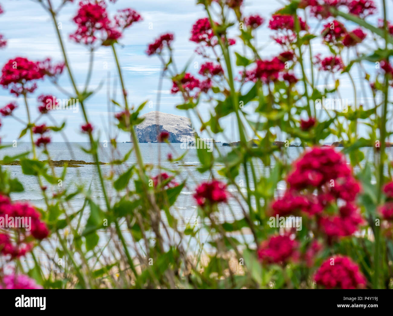 Bass Rock white with nesting gannets, largest Northern gannet colony, Morus bassanus, with Centranthus ruber wildflowers, North Berwick, Scotland, UK Stock Photo