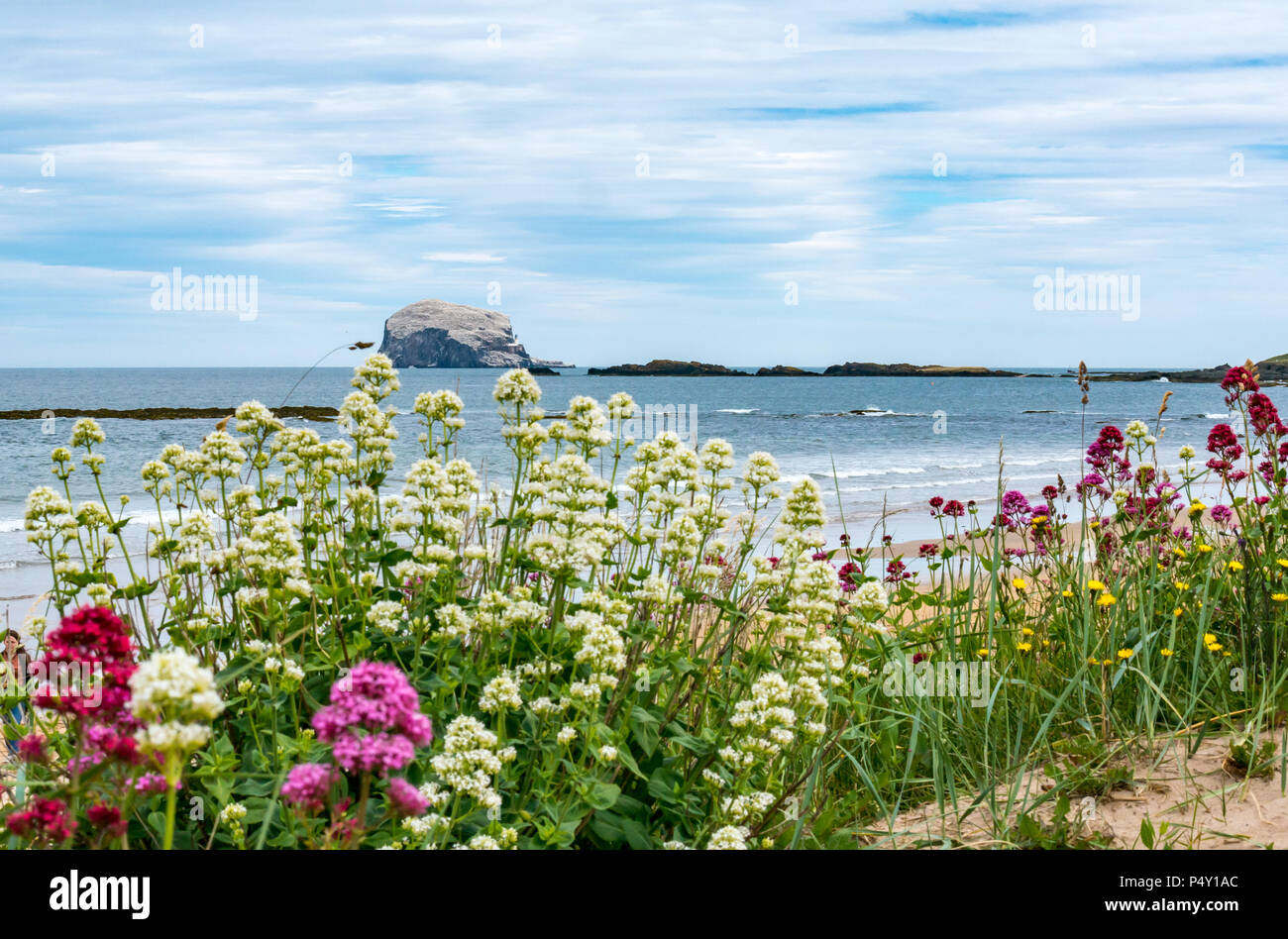 Bass Rock white with nesting gannets, largest Northern gannet colony, Morus bassanus, with Centranthus ruber wildflowers, North Berwick, Scotland, UK Stock Photo