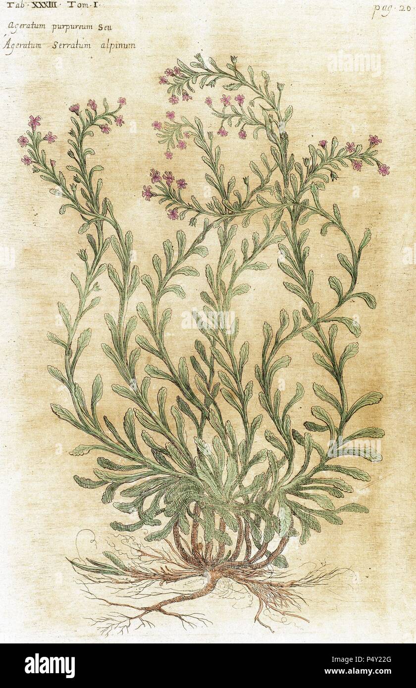 Ageratum. Seventeenth-century engraving in 'Bibliotheca Pharmaceutica-Medica' by J. Jacobi Mangeti. Published in Genoa. Italy. Colored engraving. Stock Photo
