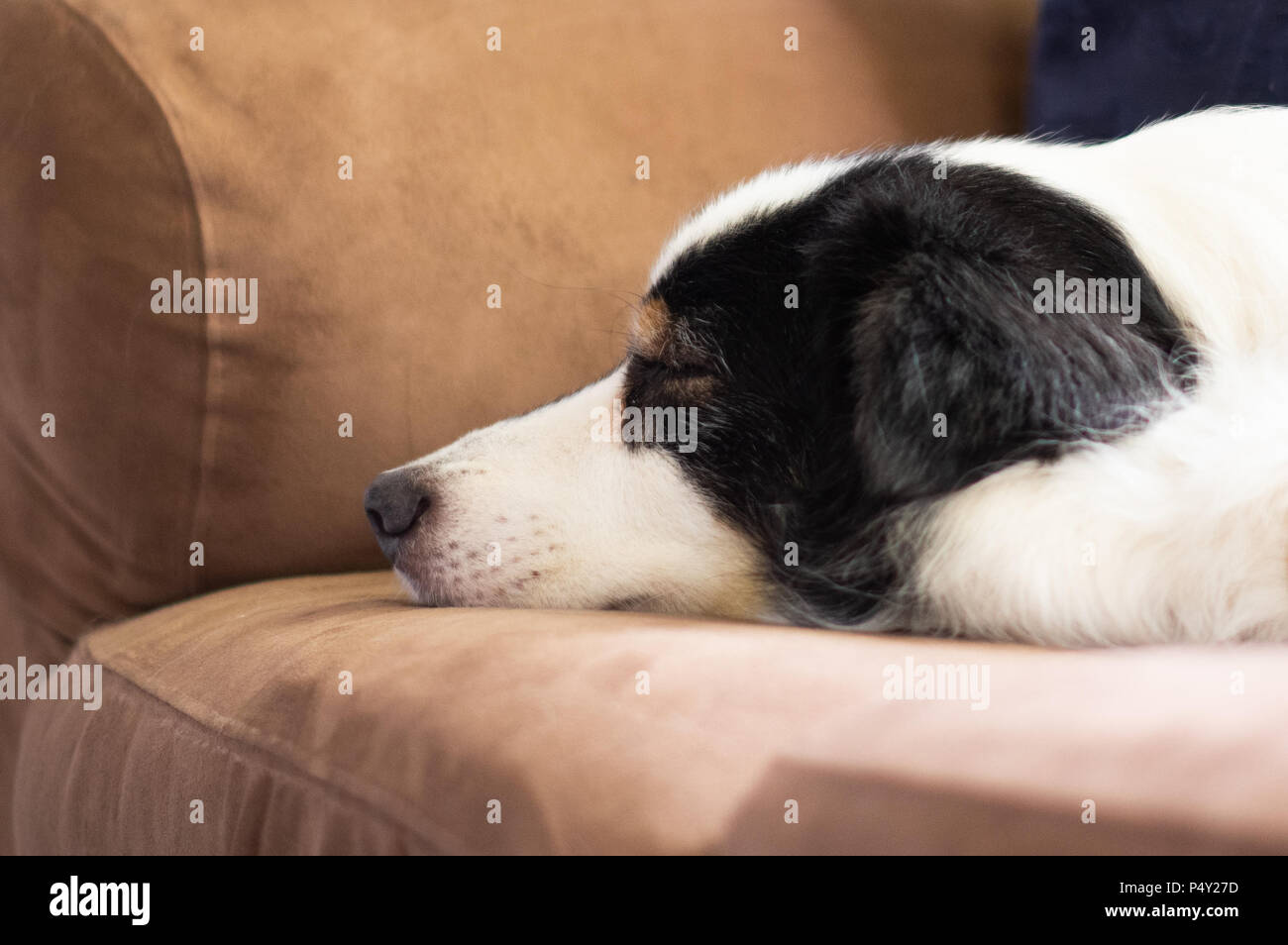 Black and White Dog Asleep on Brown Sofa Stock Photo - Alamy