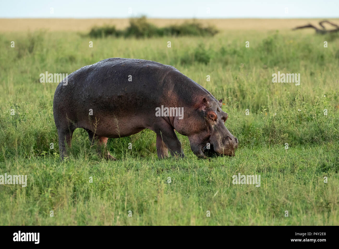Hippopotamus (Hippopotamus amphibious) grazing on grass in Serengeti National Park, Tanzania Stock Photo
