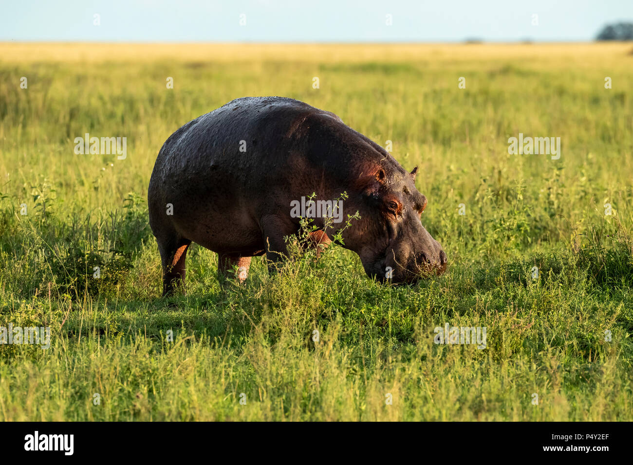 Hippopotamus (Hippopotamus amphibious) grazing on grass in Serengeti National Park, Tanzania Stock Photo