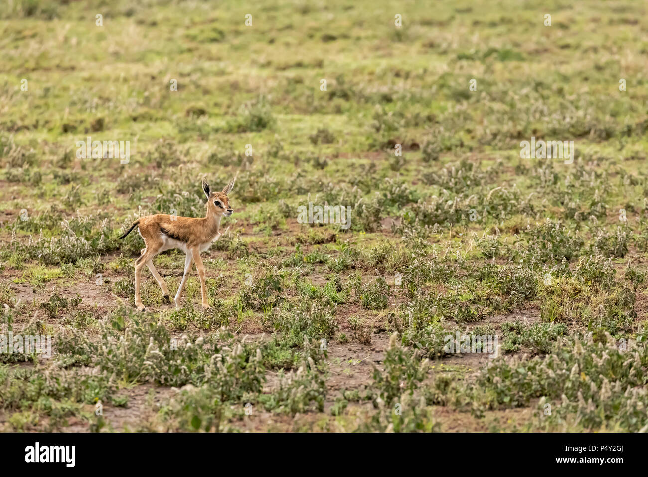 Baby gazelle walking hi-res stock photography and images - Alamy