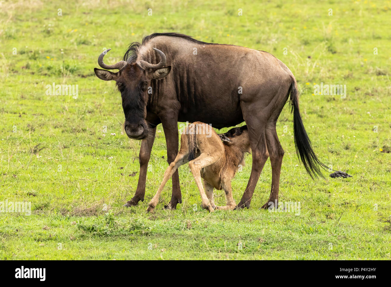 Wildebeest Connochaetes Taurinus Calf Nursing On The Savannah In wildebeest-connochaetes-taurinus-calf-nursing-on-the-savannah-in