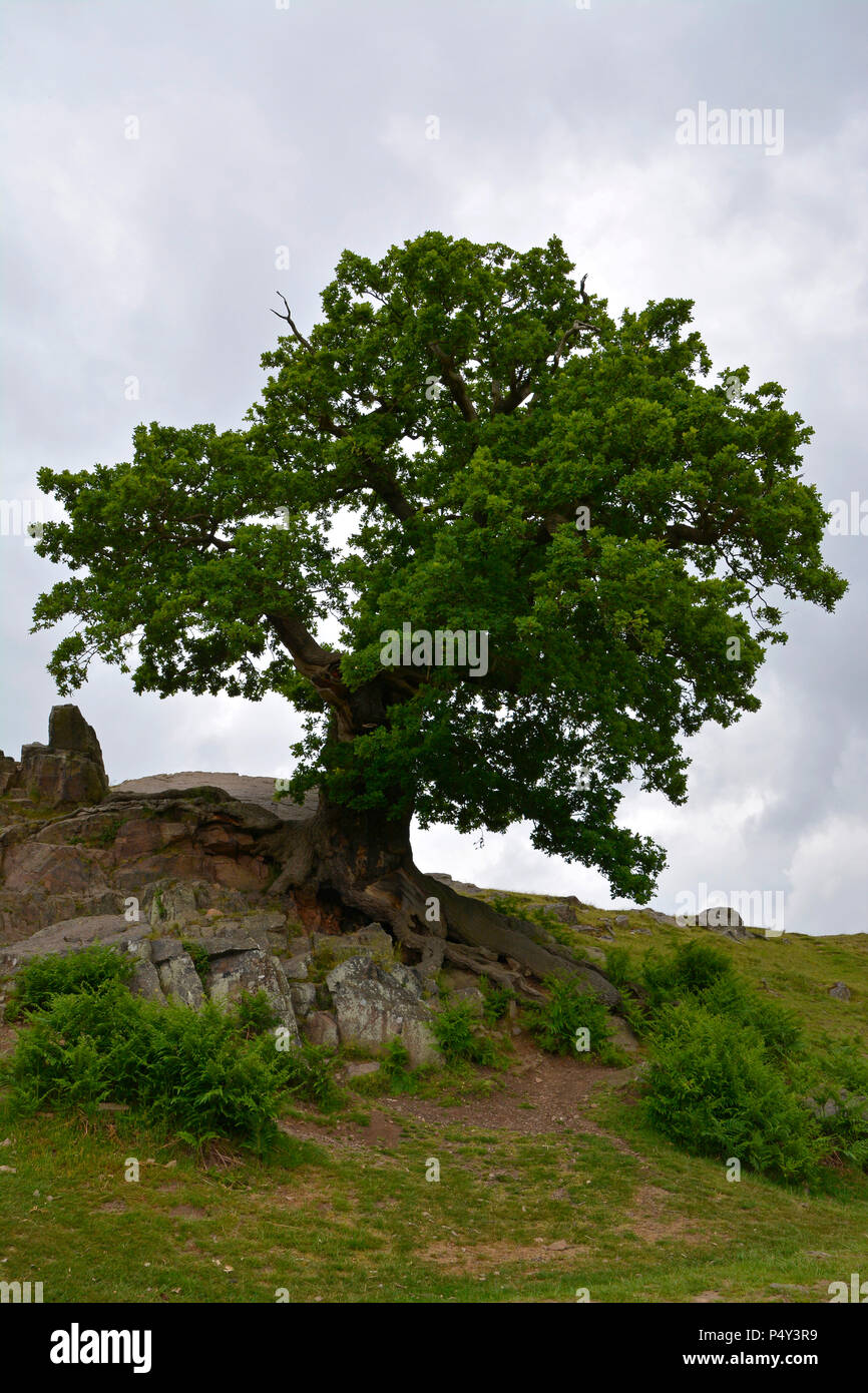 Ancient Oak Tree, Bradgate Park, Leicestershire Stock Photo - Alamy