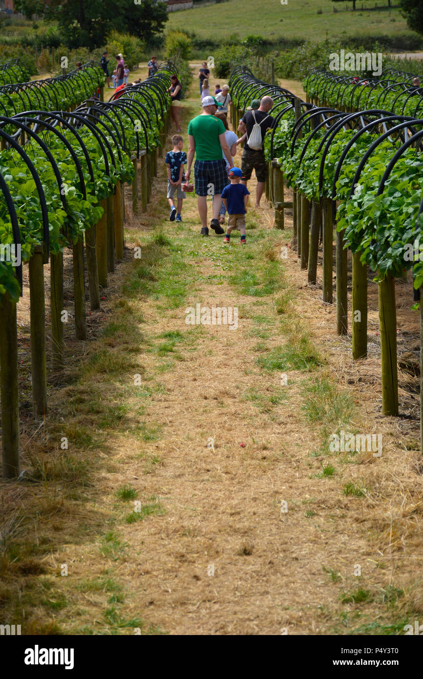 Summer strawberry picking near Harpole, Northamptonshire, UK Stock