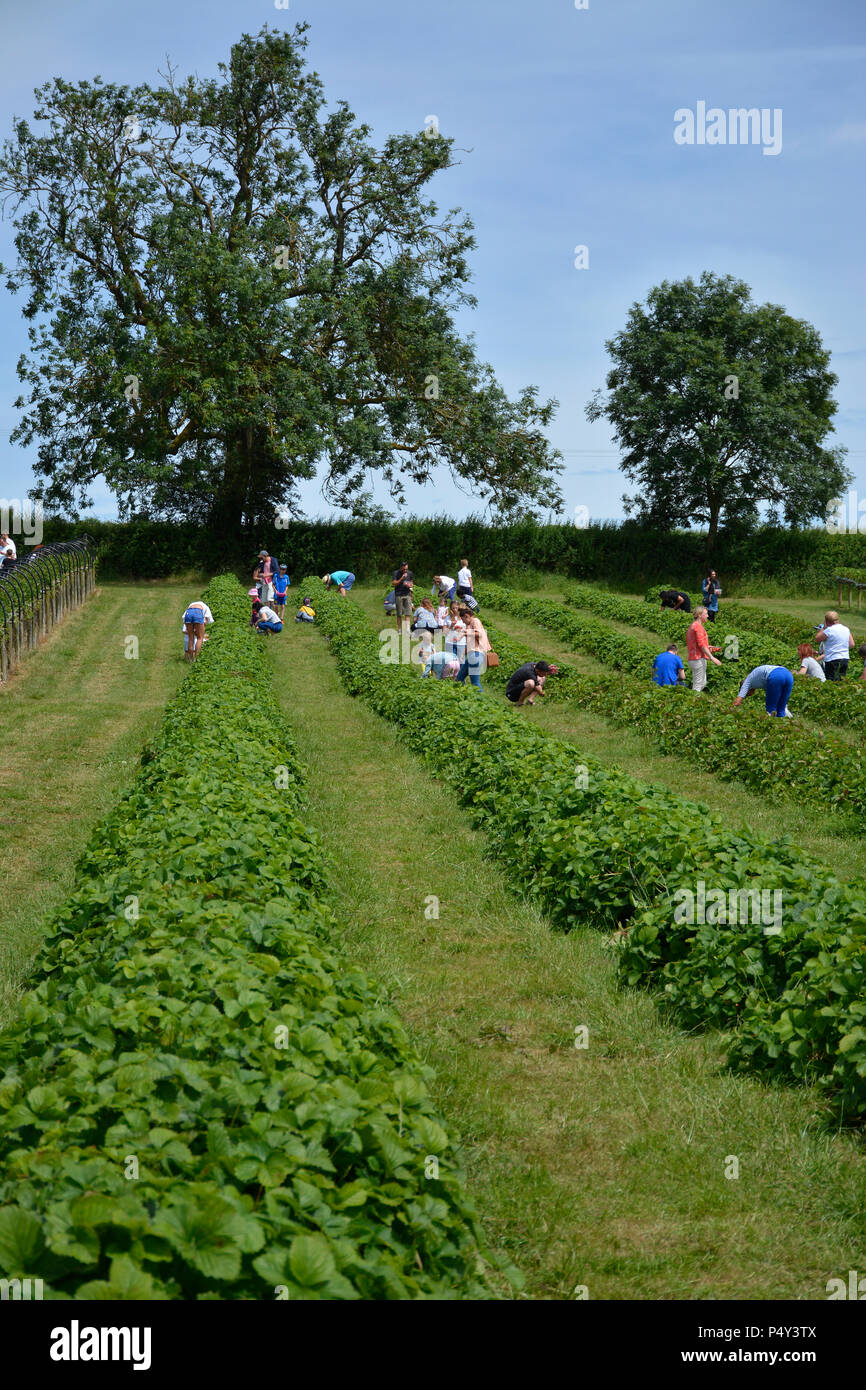 Summer strawberry picking near Harpole, Northamptonshire, UK Stock