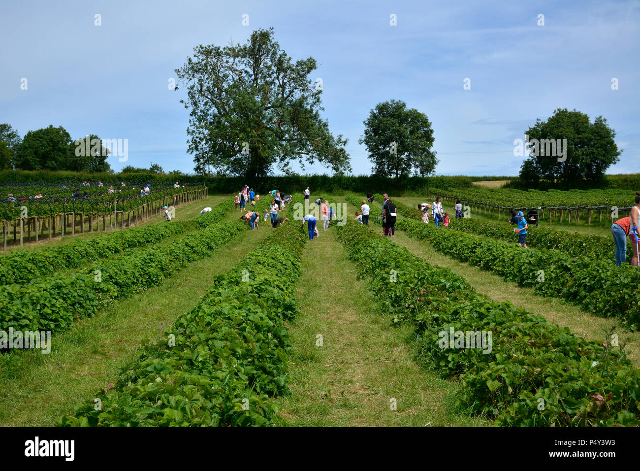 Summer strawberry picking near Harpole, Northamptonshire, UK Stock