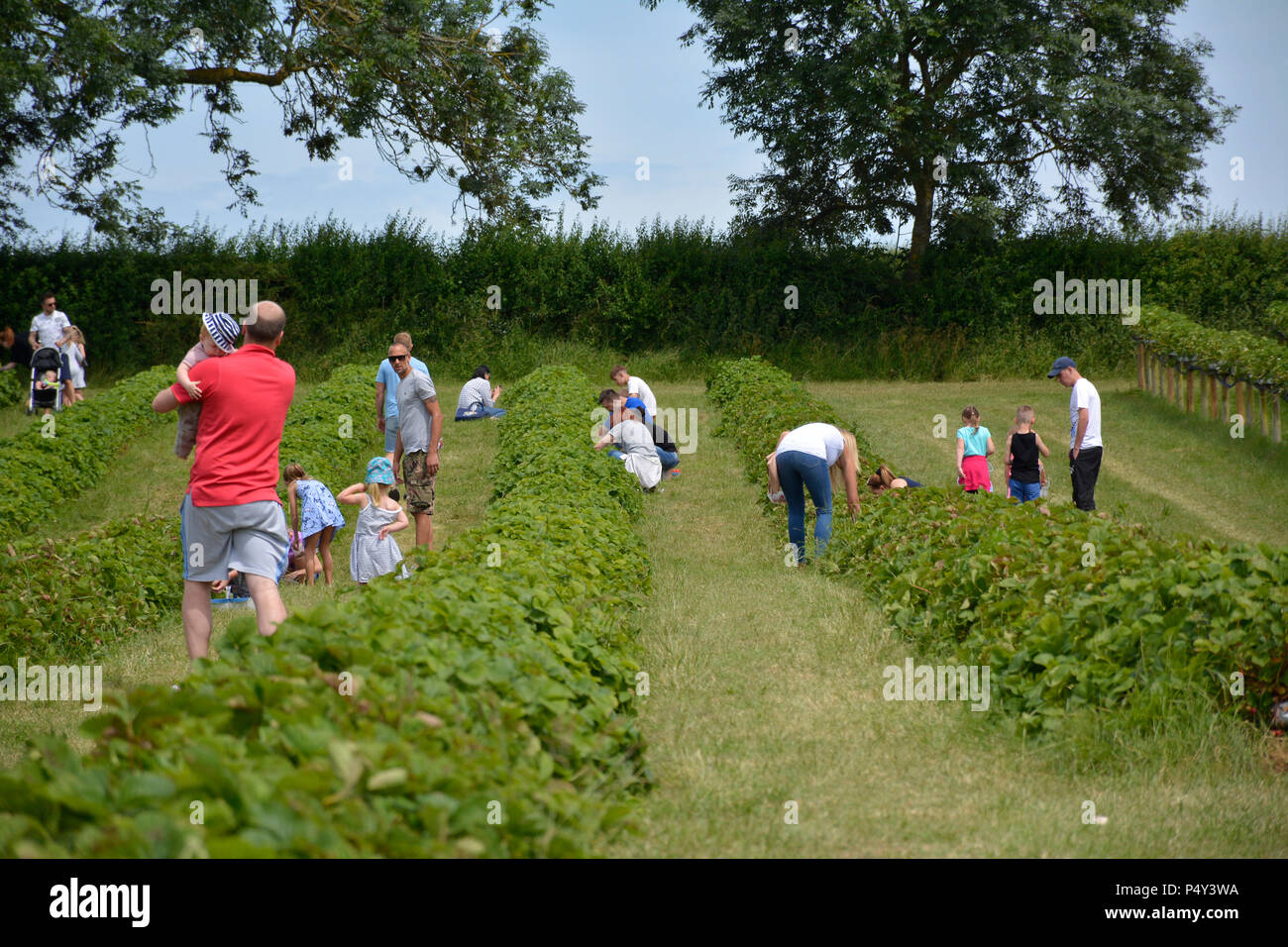 Summer strawberry picking near Harpole, Northamptonshire, UK Stock