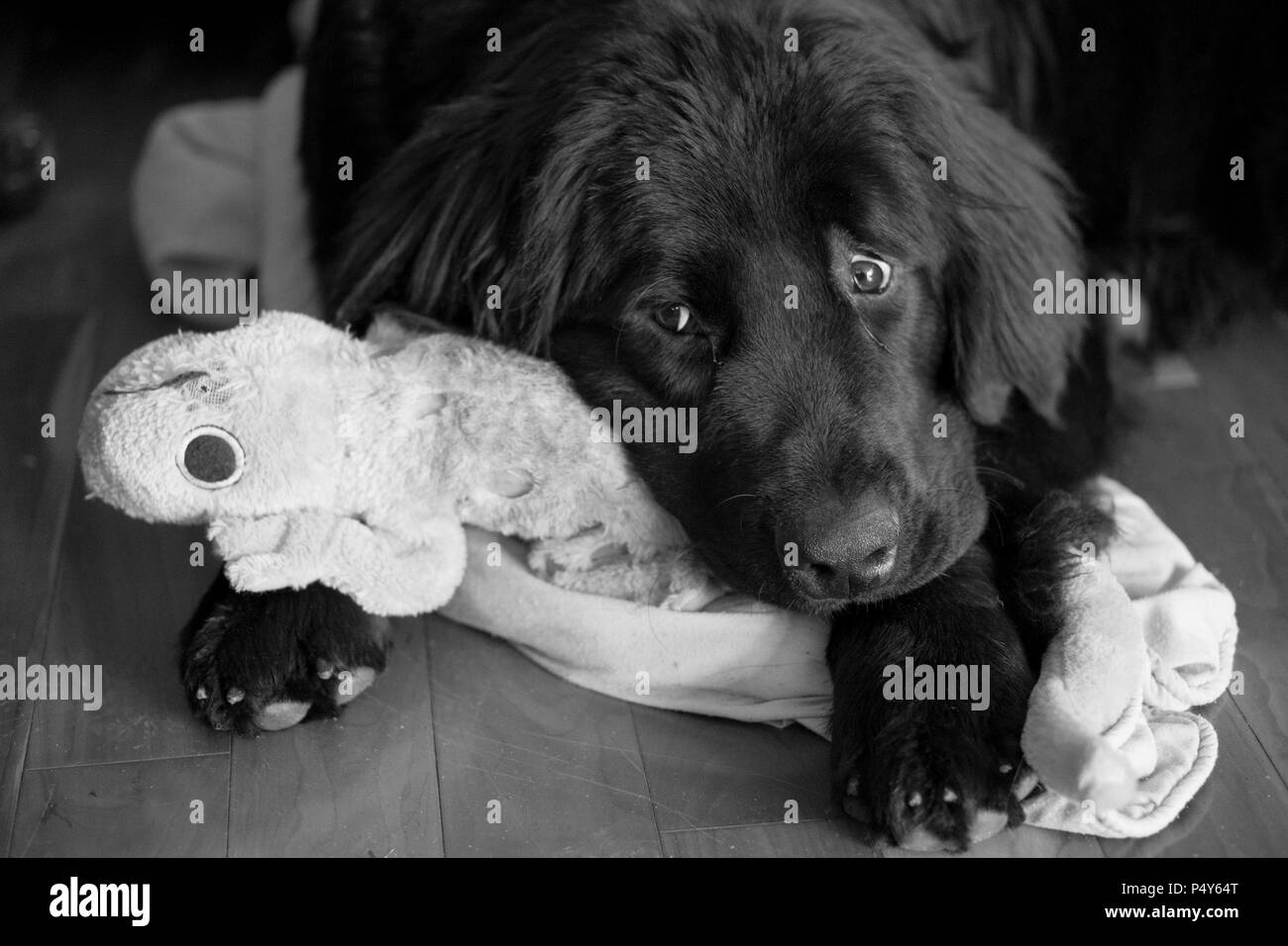 Black & White image of sad dog cuddling ragged toy Stock Photo