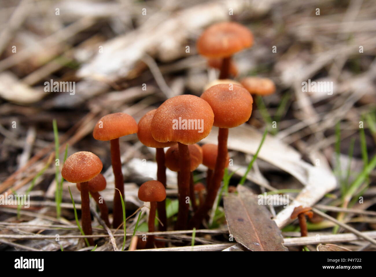 Small brown Mushroom Fungus Stock Photo