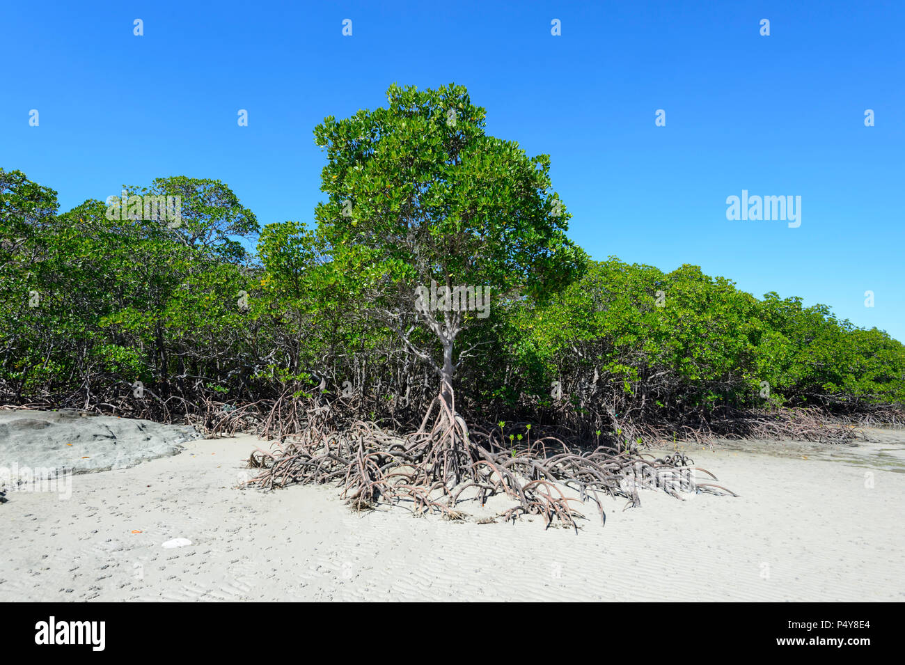 Mangrove forest at the tip of Cape York Peninsula, Far North Queensland, FNQ, QLD, Australia Stock Photo