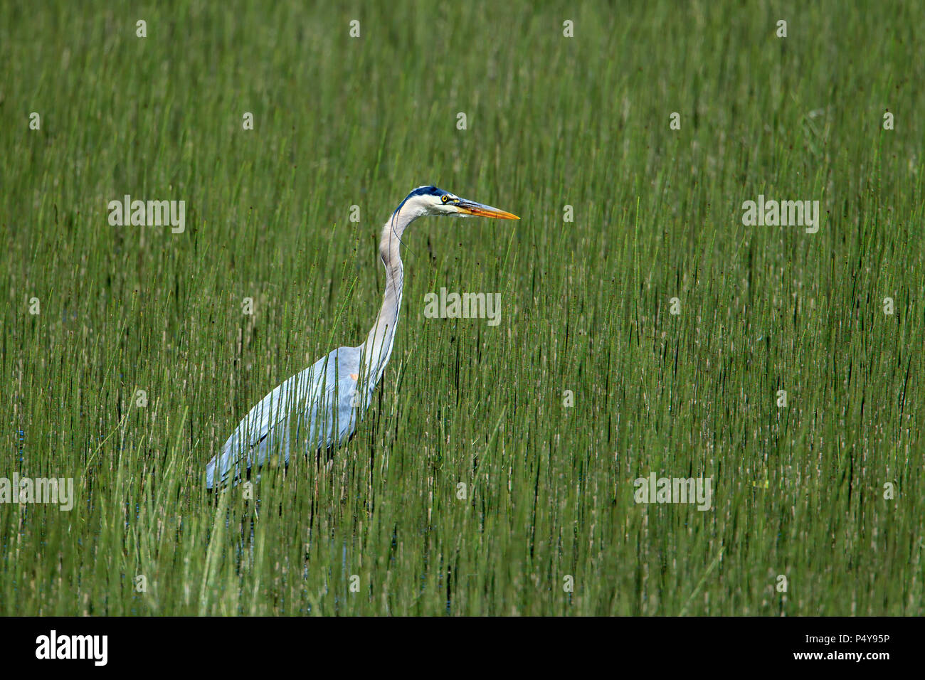 A great blue heron wades in water and grass at Wolf Lodge Bay area near Coeur d'Alene, Idaho Stock Photo