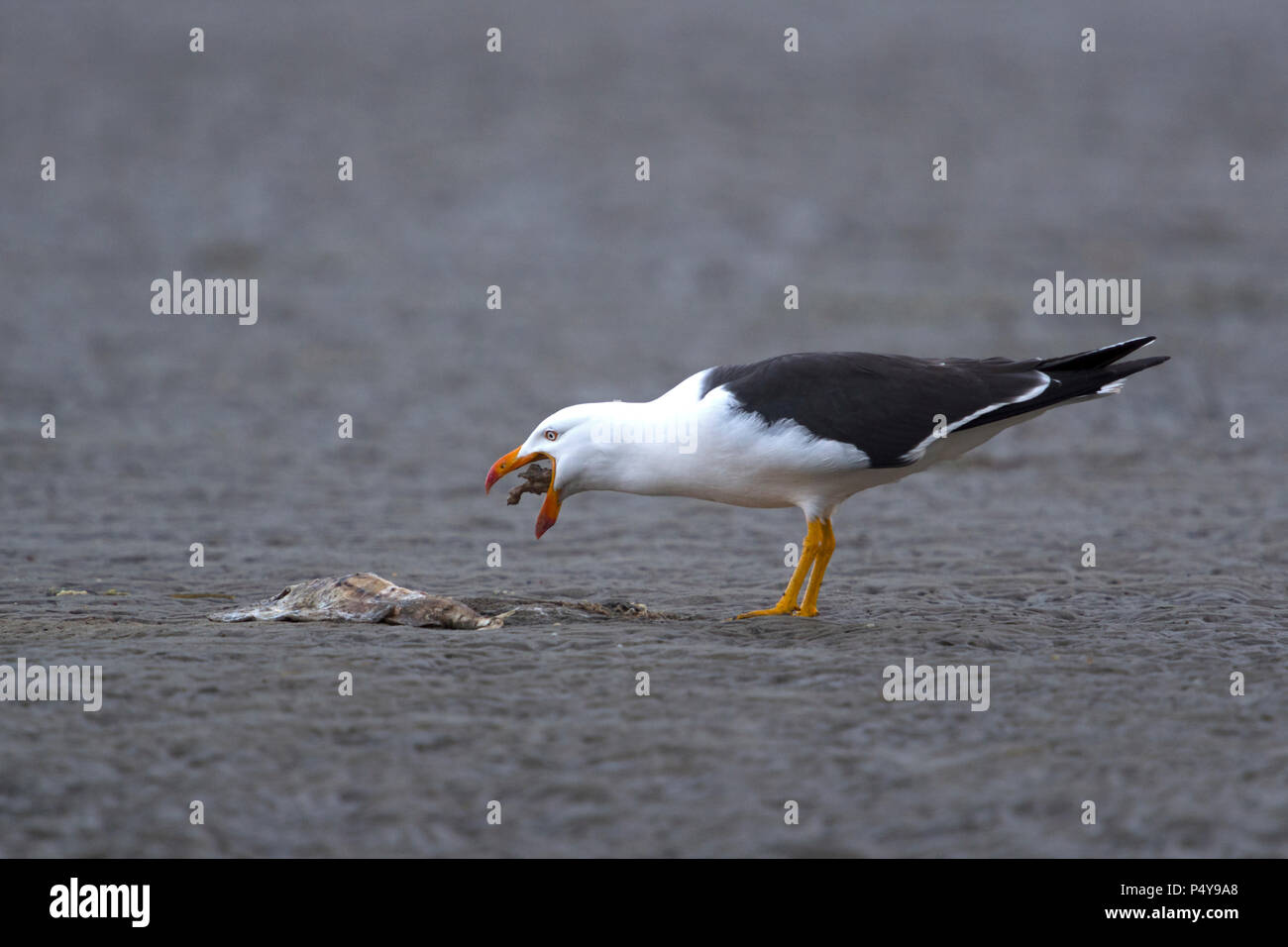 pacific gull eating dead fish on mud flat south westnational park