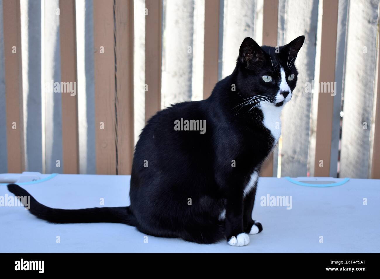 Short Haired Tuxedo Cat Stock Photos Short Haired Tuxedo Cat