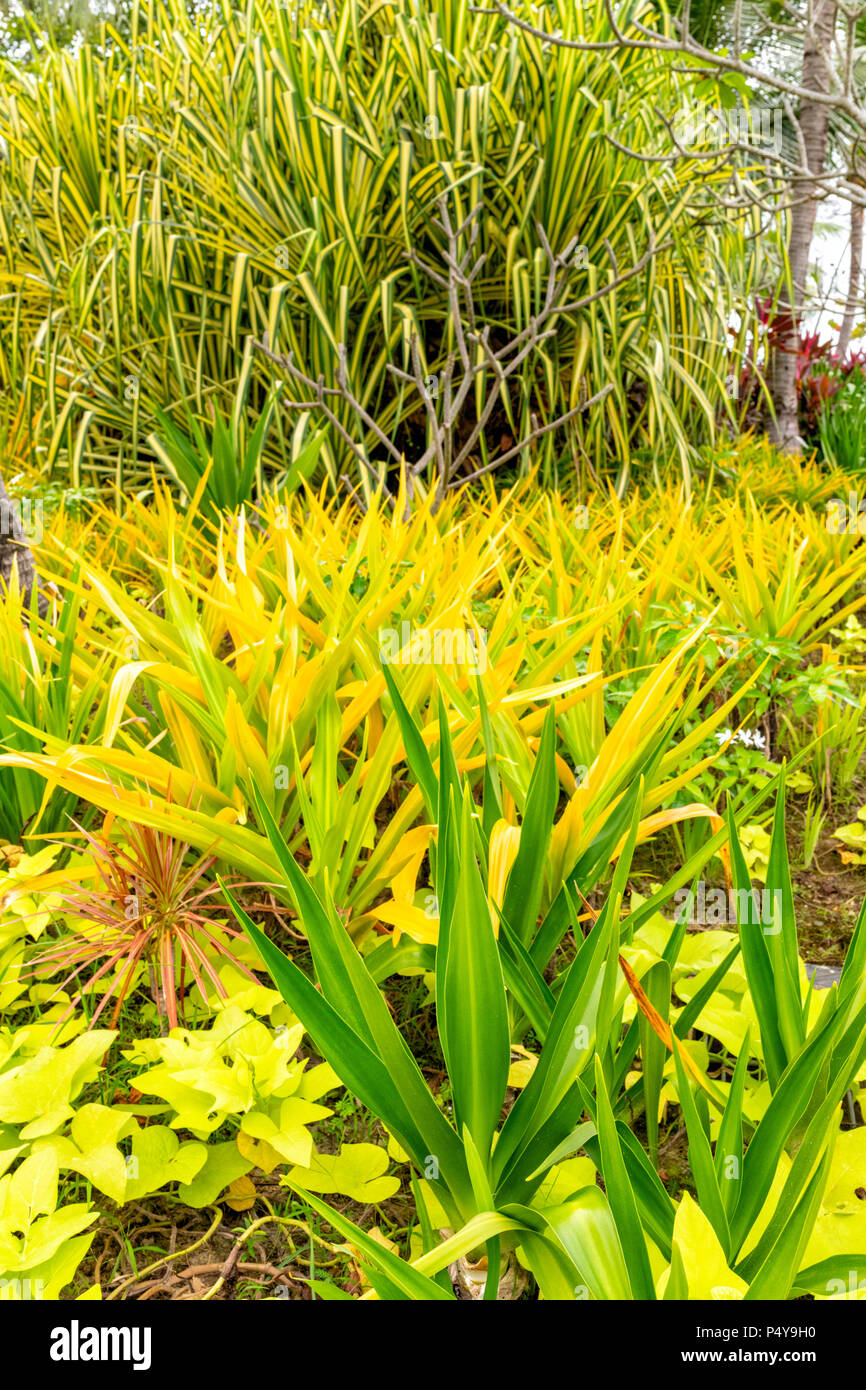 Lush vegetation in the grounds of the Shangri La Rasa Ria, Borneo, Malaysia Stock Photo