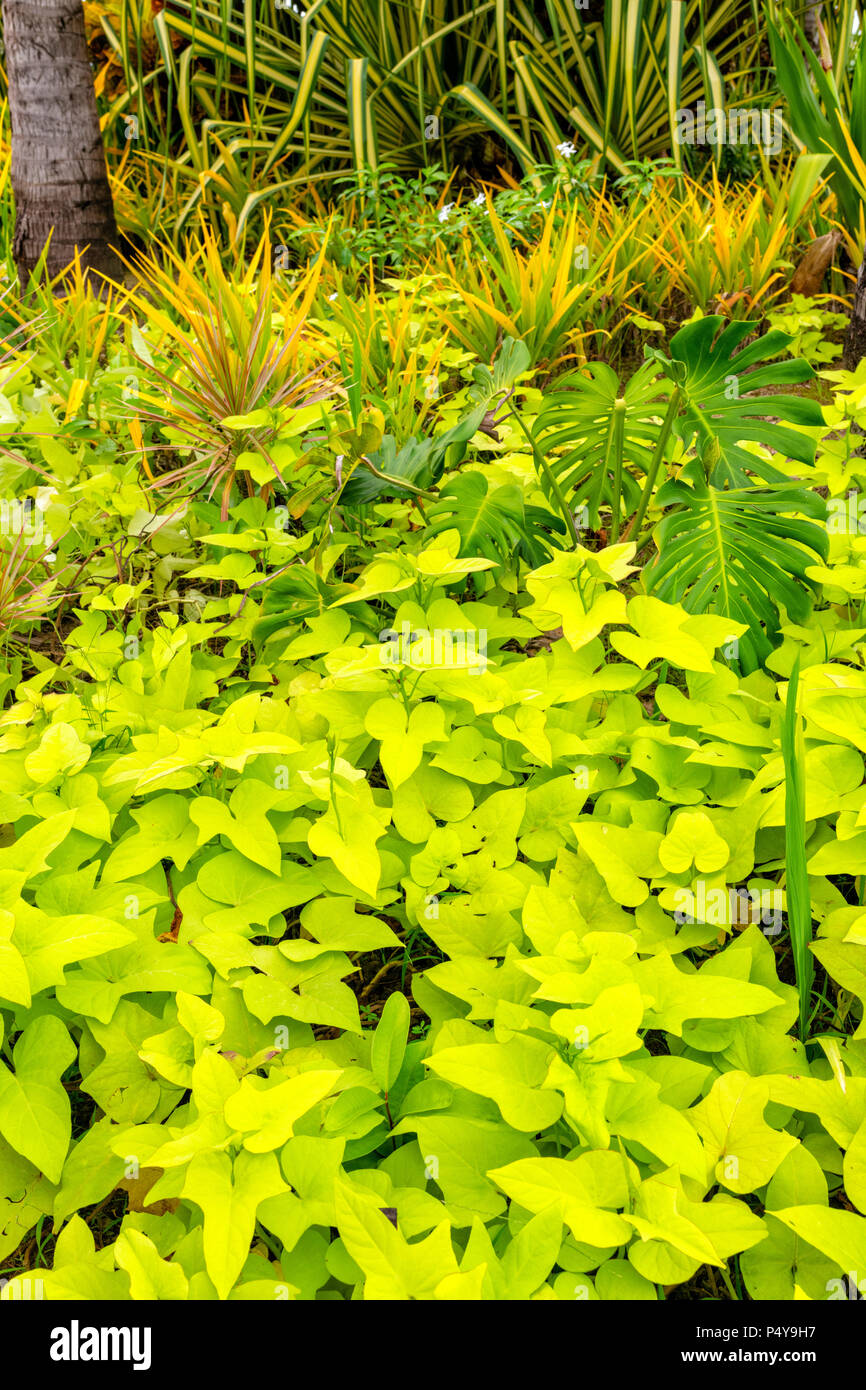 Lush vegetation in the grounds of the Shangri La Rasa Ria, Borneo, Malaysia Stock Photo