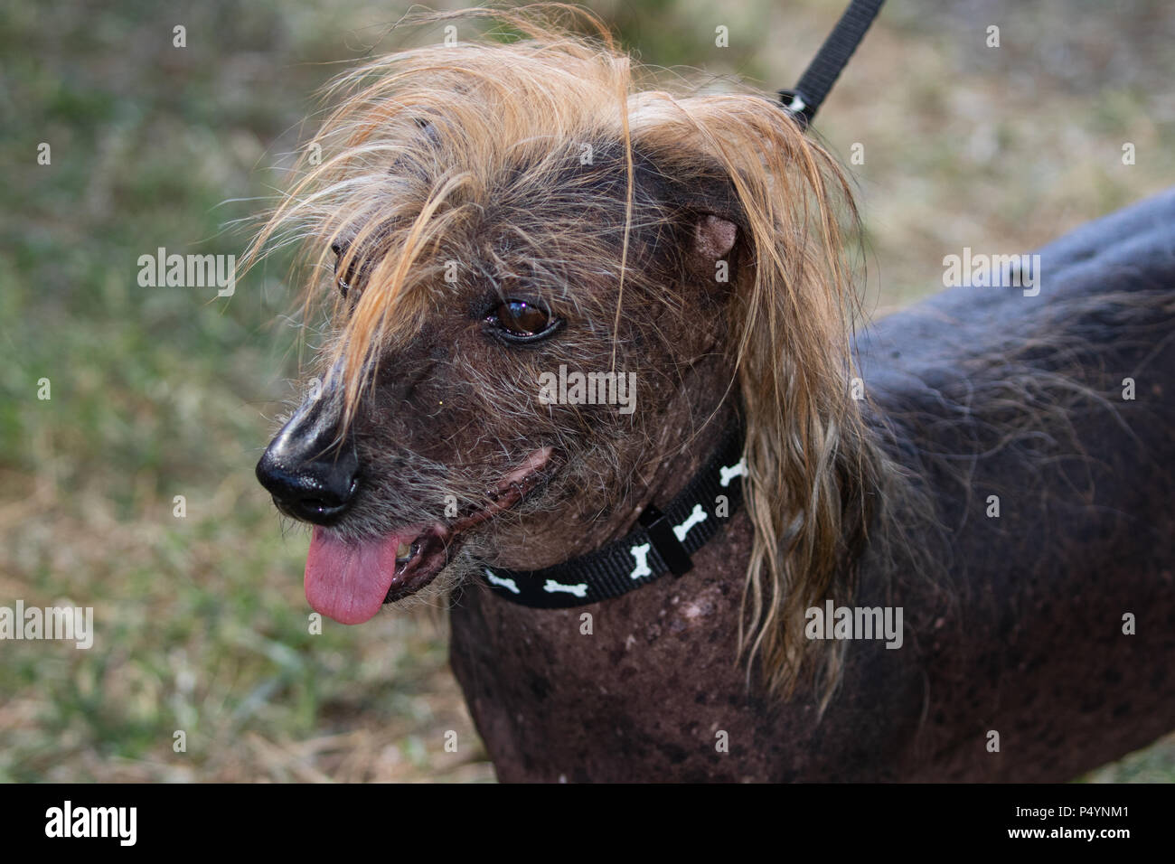 California, USA. 23rd June, 2018. Himisaboo, a Chinese Crested Hairless and Dachshund  mix, competes at the World's Ugliest Dog ® Contest held at the Sonoma-Marin  Fairgrounds in Petaluma, Ca. on Saturday, June
