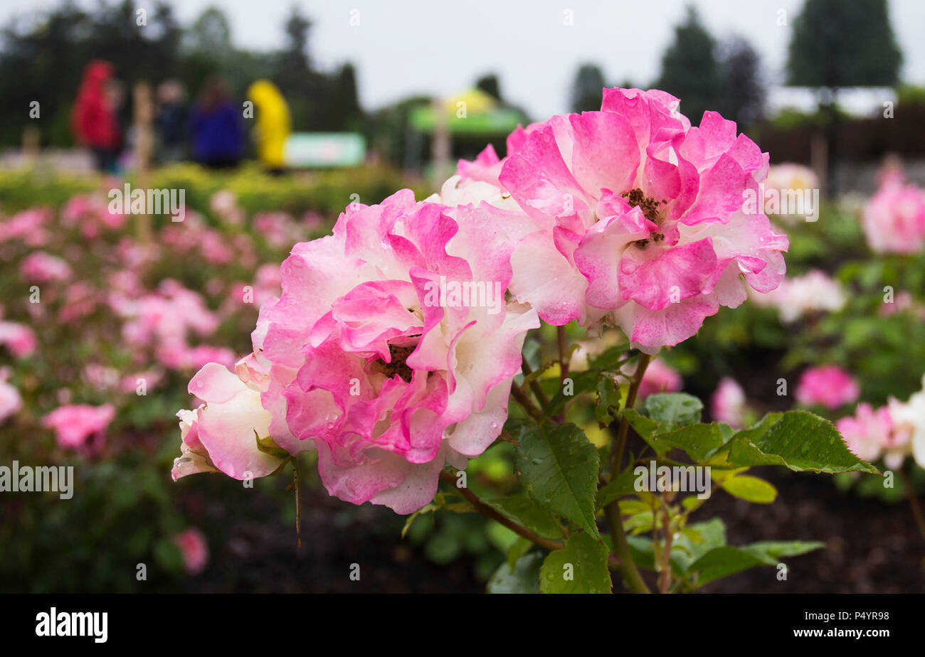 Burlington 23rd June 2018 Photo Taken On June 23 2018 Shows Flowers On The Opening Day