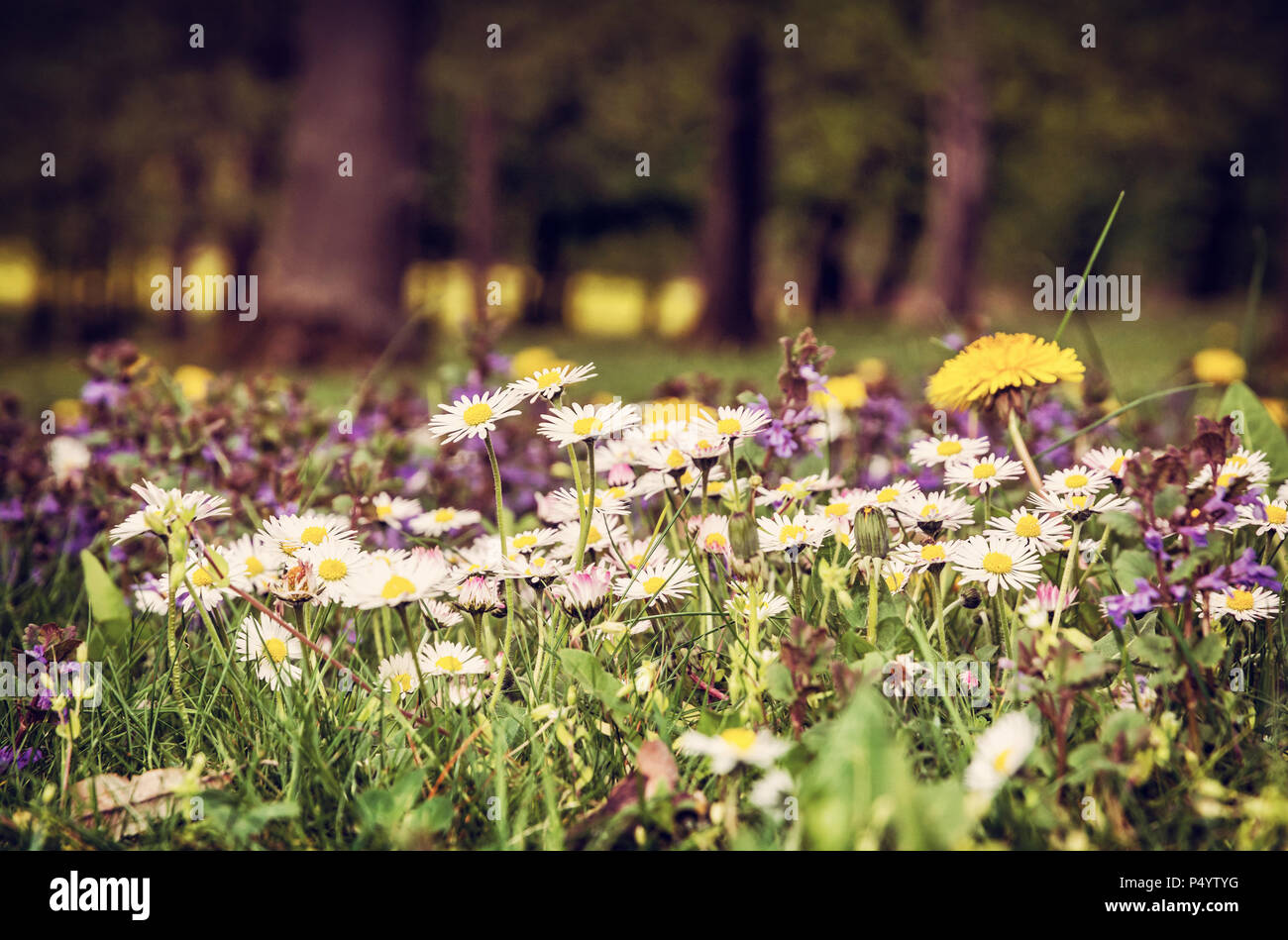 Ox-eye daisies and yellow dandelions in the spring meadow. Seasonal natural scene. Red photo filter. Stock Photo