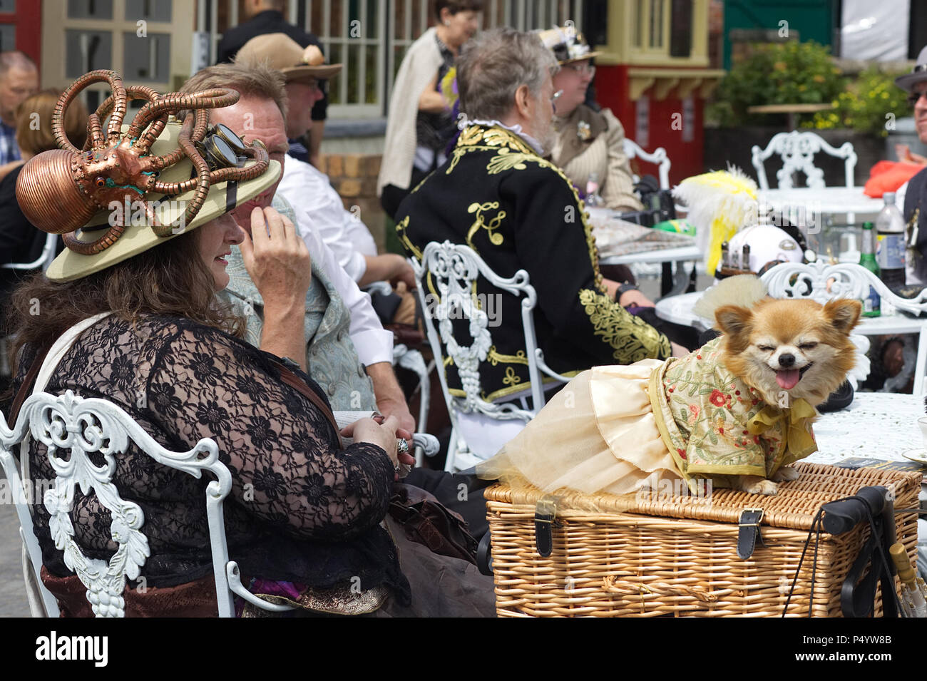Dog in Victorian steampunk costume Stock Photo