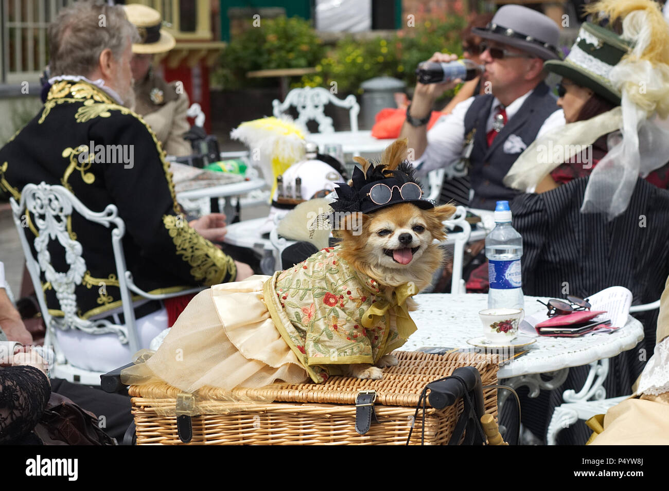 Dog in Victorian steampunk costume Stock Photo