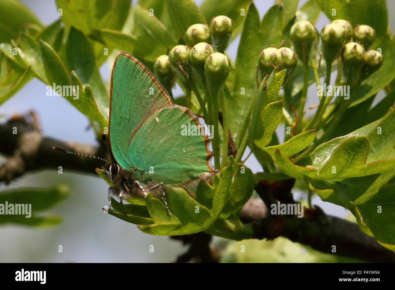 Green Hairstreak Butterfly perched on Hawthorn buds Stock Photo