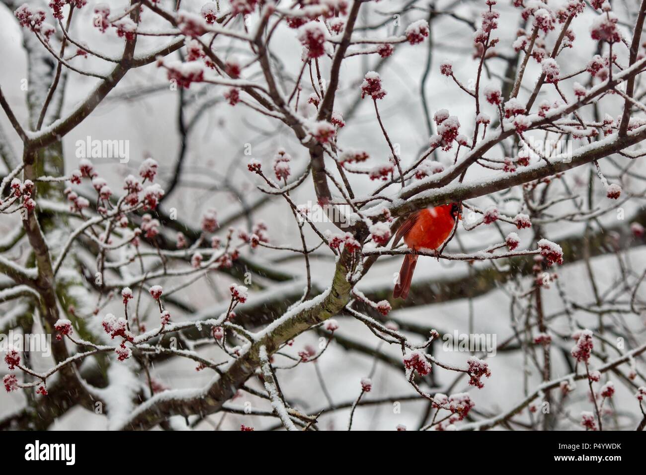 Male Cardinal In Snow Covered Tree Stock Photo