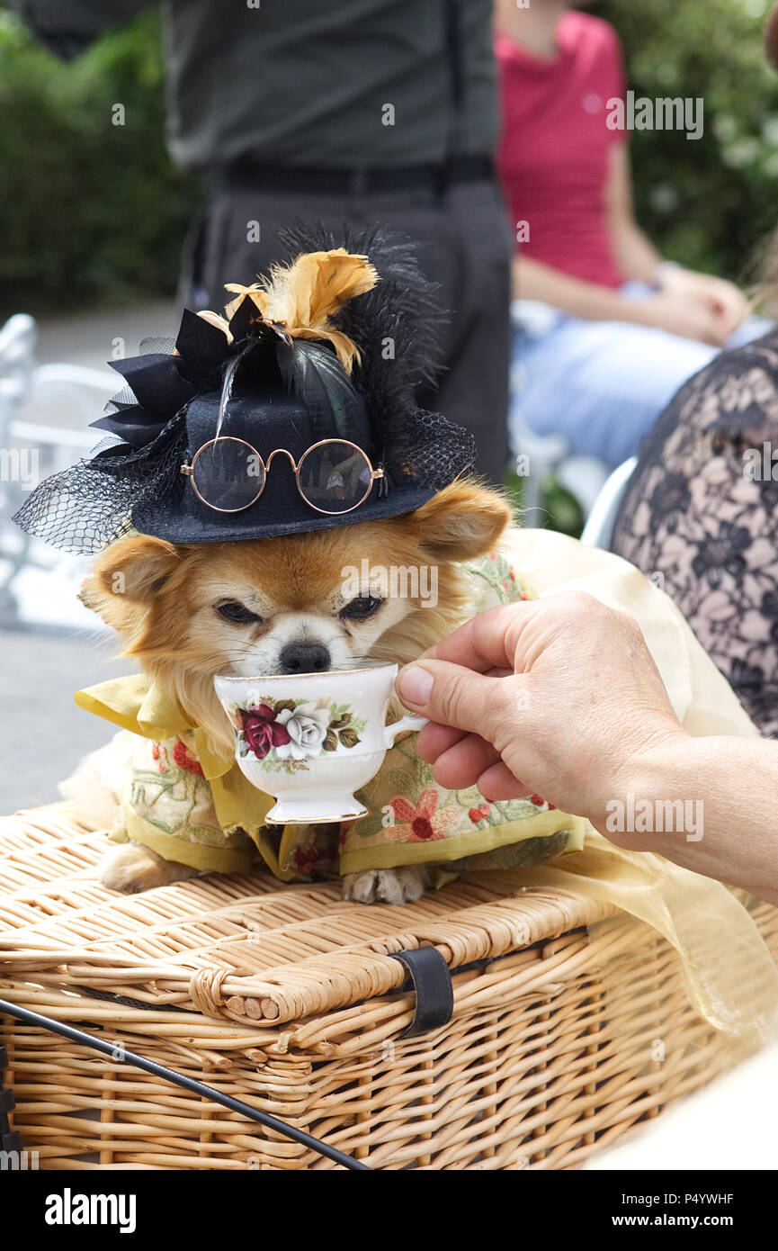 Dog in Victorian steampunk costume have a cup of tea in a fine bone china tea cup Stock Photo