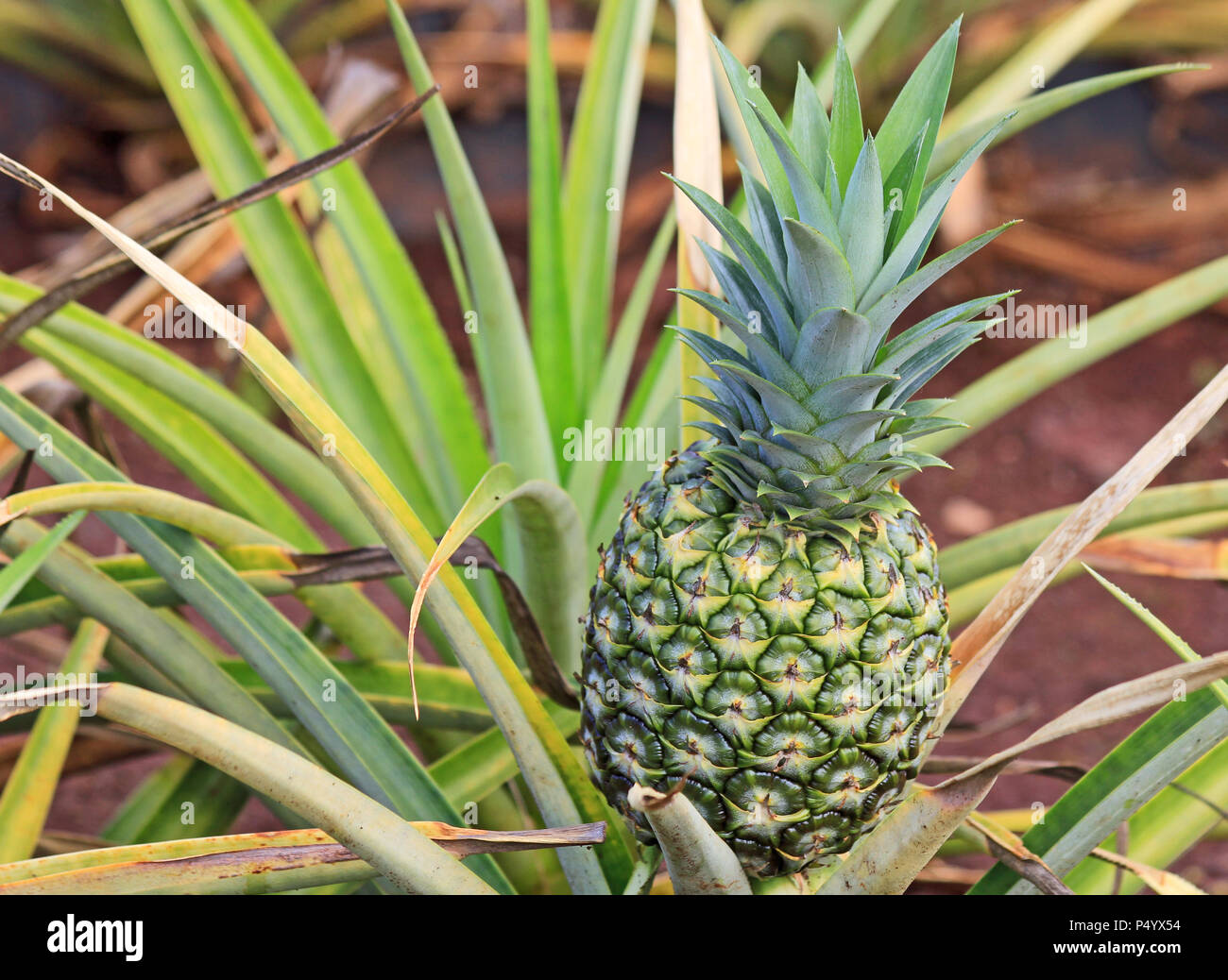 Green unripe pineapple on bush, Hawaii Stock Photo Alamy