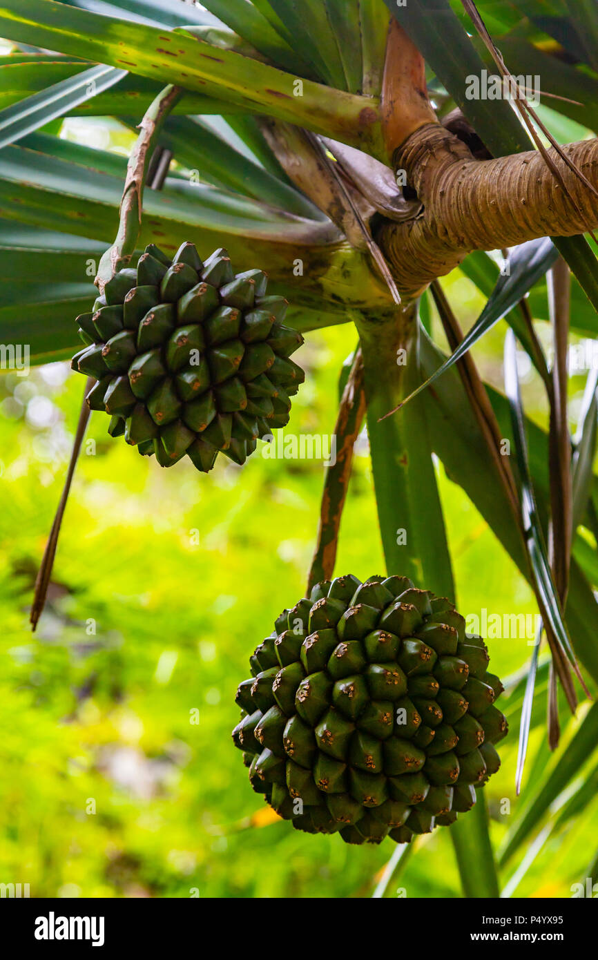 Ignans hires stock photography and images Alamy