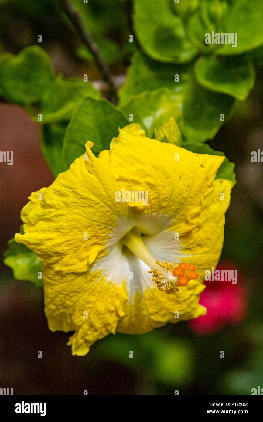 The yellow Hibiscus glaber is a species endemic to the Bonin Islands now called Ogasawara Islands.  Two woody Hibiscus species are found - the Hibiscu Stock Photo