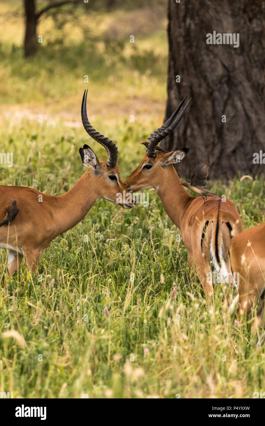 Impala (Aepyceros melampus) males with red-billed oxpeckers in Tarangire National Park, Tanzania Stock Photo
