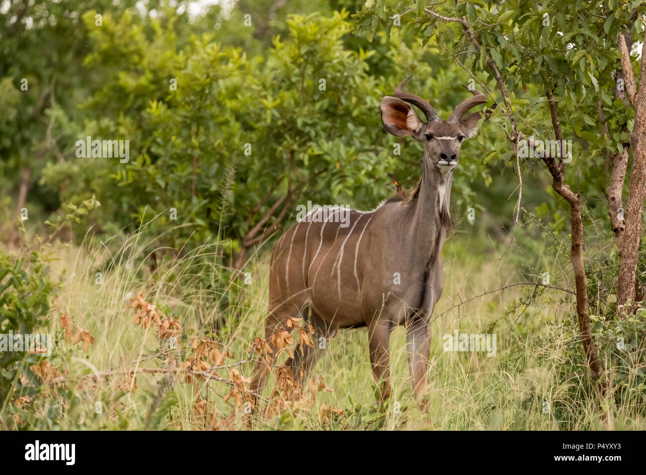 Lesser Kudu (Tragelaphus imberbis) male on the savannah in Tarangire National Park, Tanzania Stock Photo