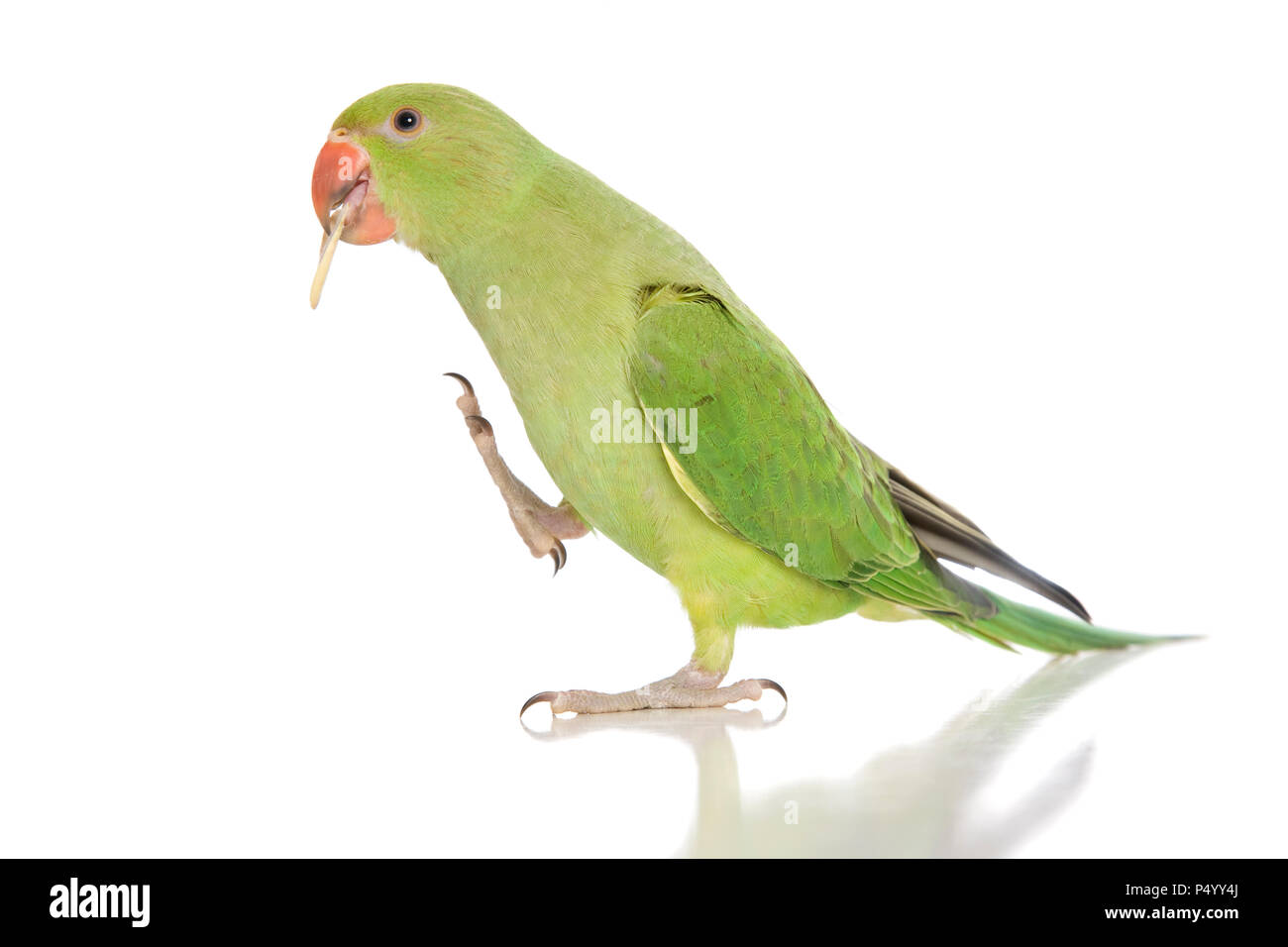 An Indian Ringneck isolated on white. Stock Photo