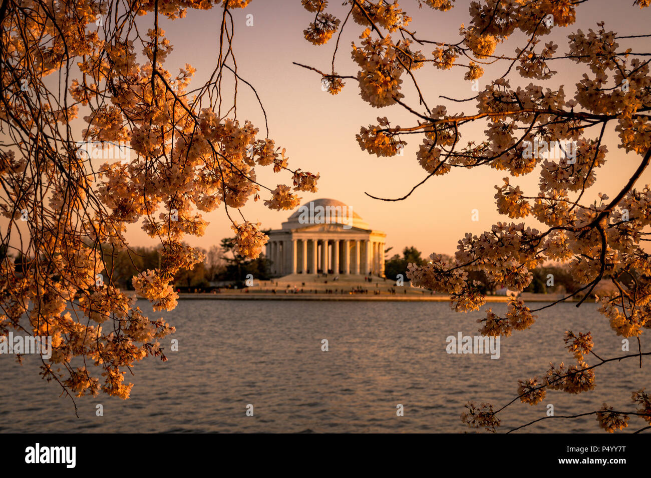 The Jefferson Memorial framed by blooming cherry blossoms during the