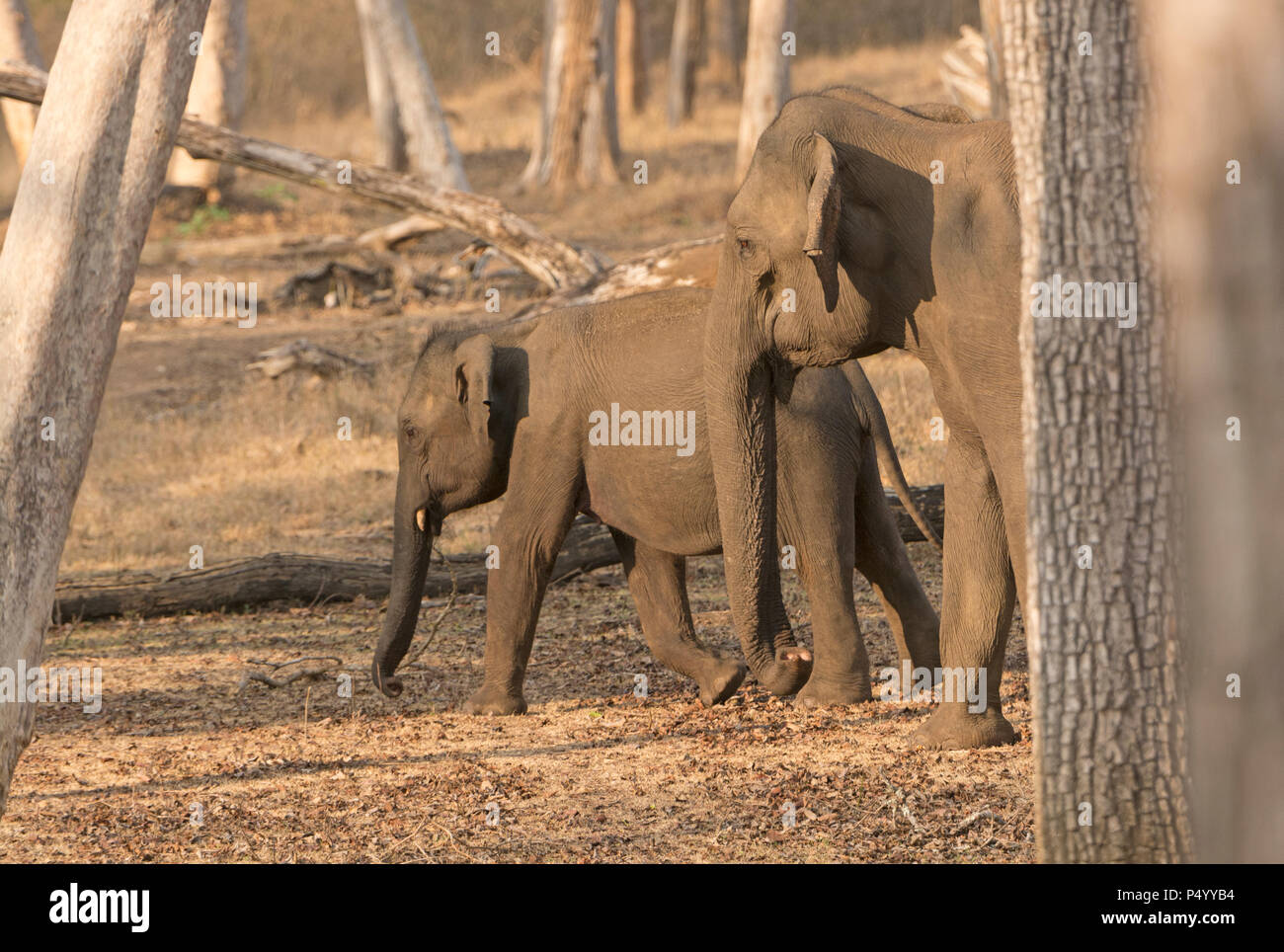 Mother and Baby Elephant in the Forest in Nagarhole National Park in India Stock Photo