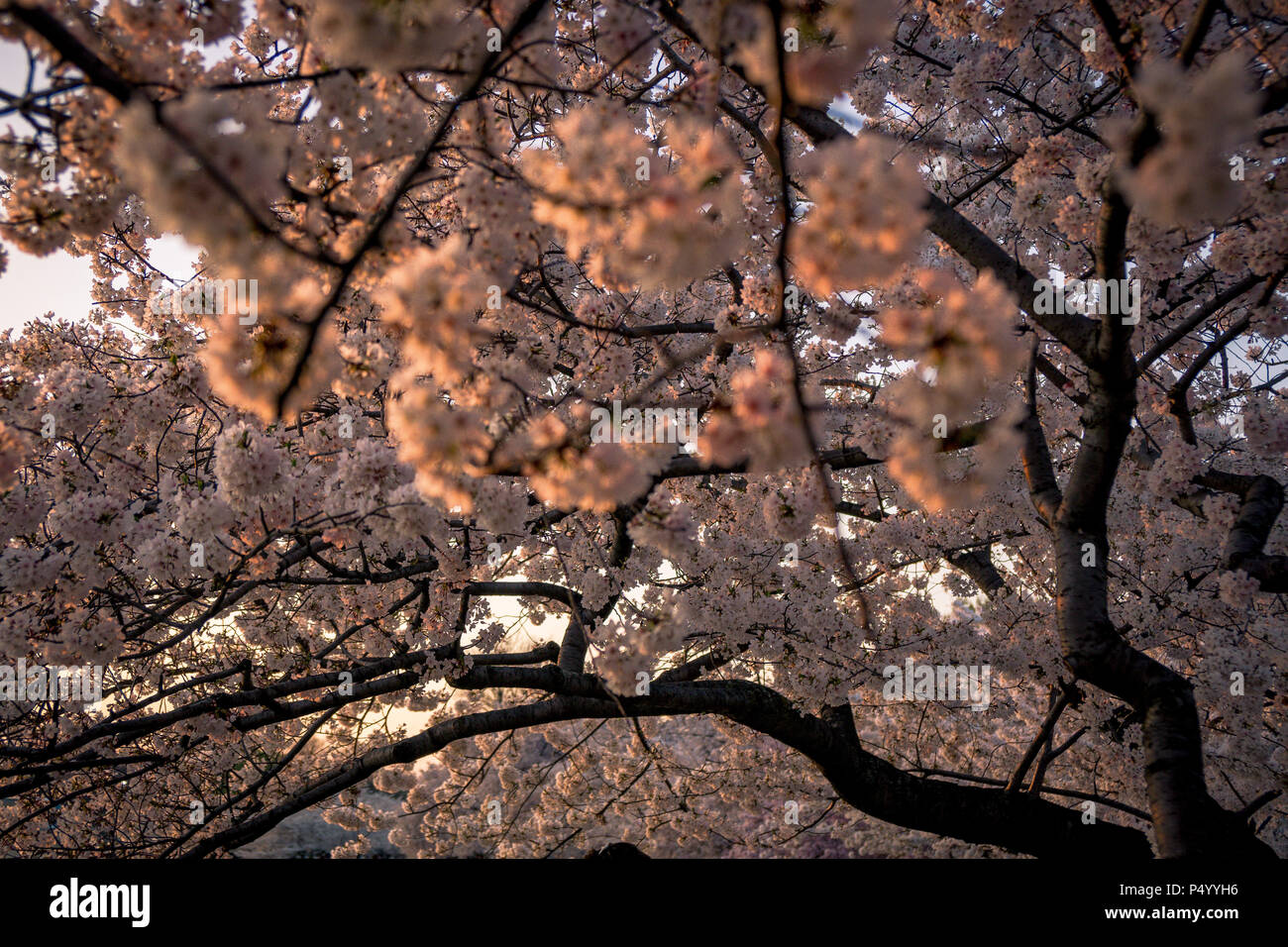 Japanese cherry blossom festival hi-res stock photography and images ...
