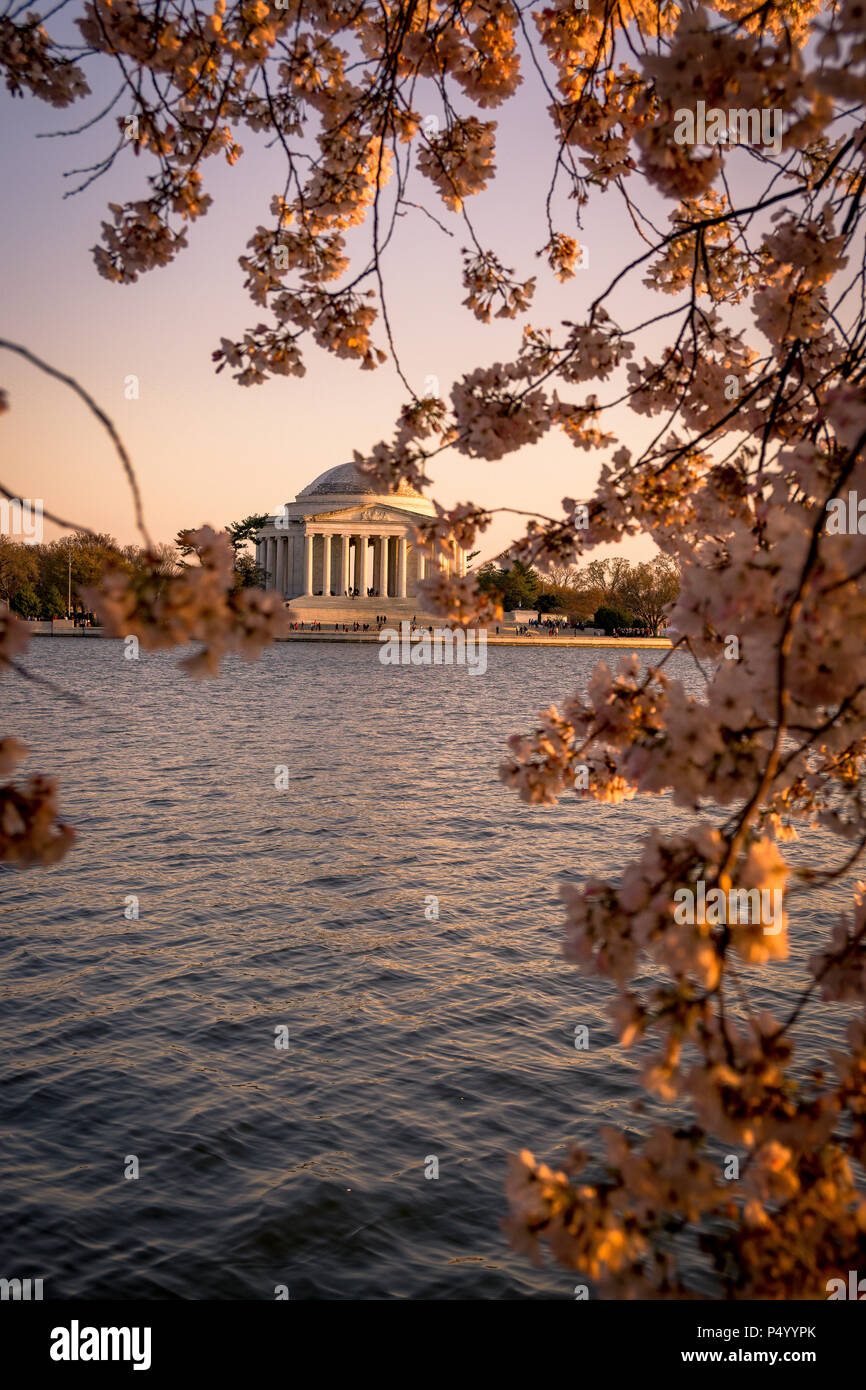 The Jefferson Memorial framed by blooming cherry blossoms during the