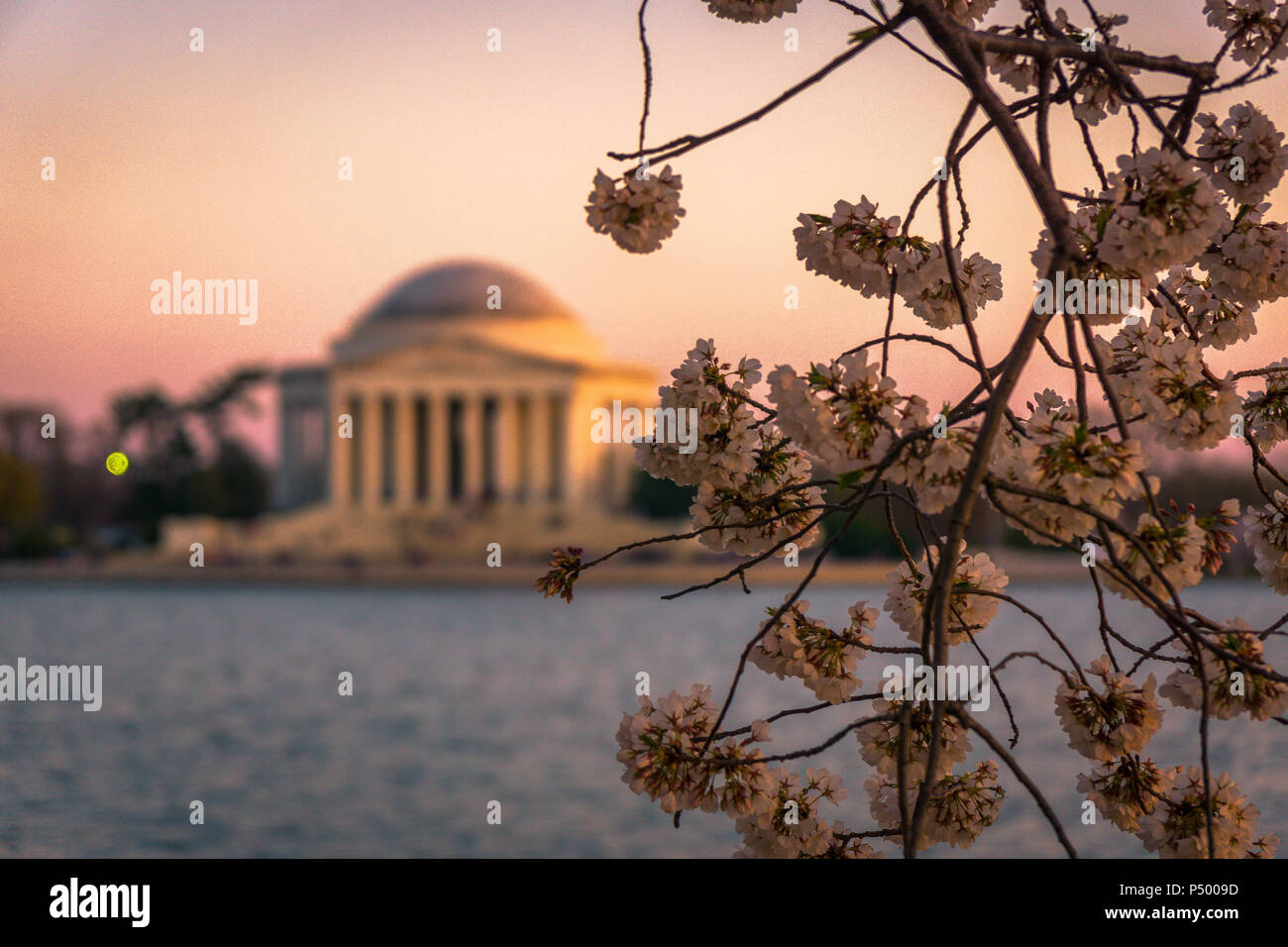 The Jefferson Memorial framed by blooming cherry blossoms during the