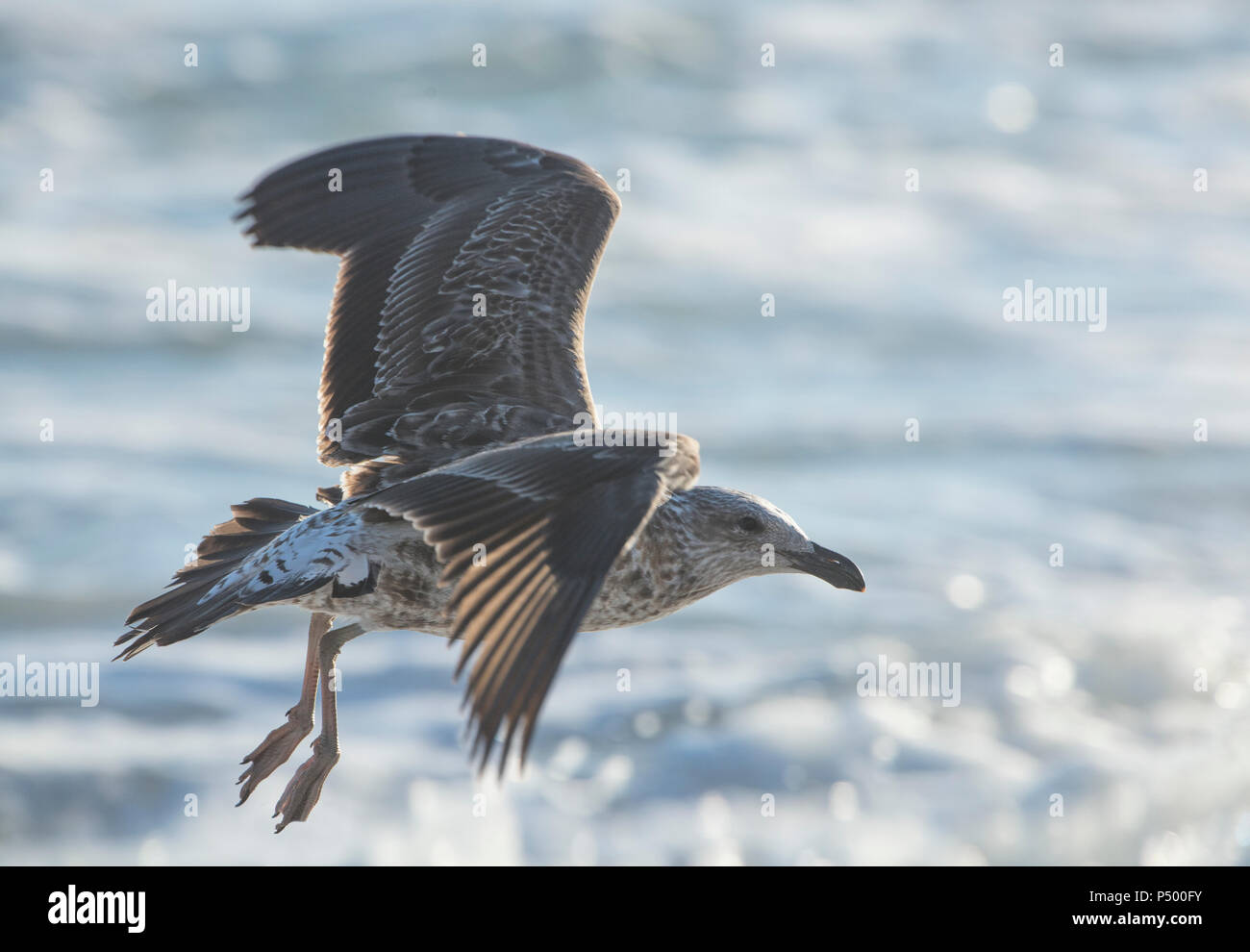 Africa, South Africa, Cape Town, Kelp gull flying over the sea Stock Photo