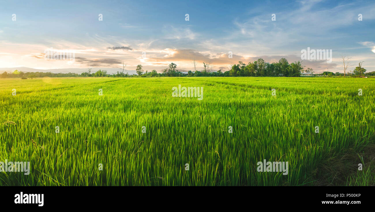Landscape of rice and rice seed in the farm with beautiful blue sky, Organic rice field with green and gold paddy rice, Growing plant and agriculture  Stock Photo
